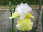Iris des jardins, une beauté sculturale