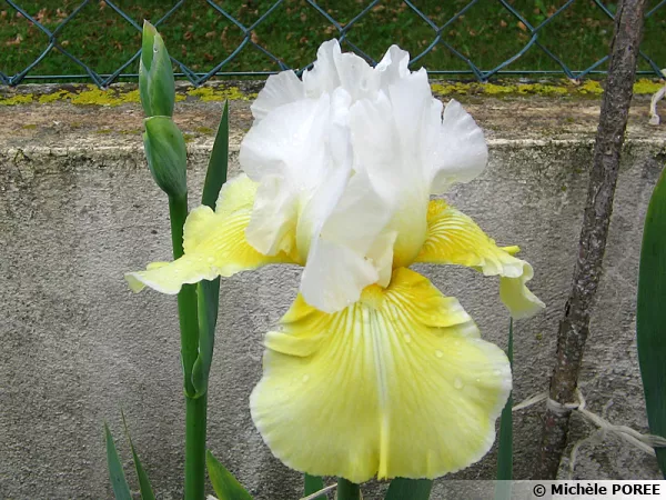 Iris citronnade