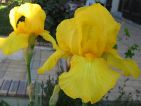 Iris des jardins jaune