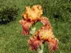 Iris novelty Broken Color 'Cheetha Cheese' Iris novelty Broken Color 'Cheetha Cheese'