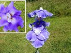 Iris novelty 'Judy Mogil' Iris novelty 'Judy Mogil'