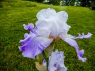 Les iris de jardin novelty, surprenants et originaux