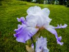 Iris novelty Spacy Age 'Oasis Hairy' Iris novelty Spacy Age 'Oasis Hairy'