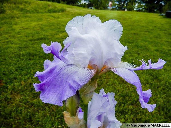 Iris novelty Spacy Age 'Oasis Hairy'