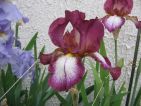 Iris plicata carmin blanc