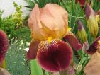 Iris poupre beige