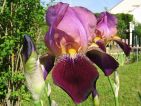 Iris pourpre deux tons
