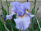 Iris Princesse Caroline de Monaco