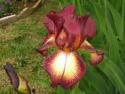 Iris provençal