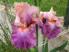 Iris rose lie de vin