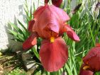 Iris rouge