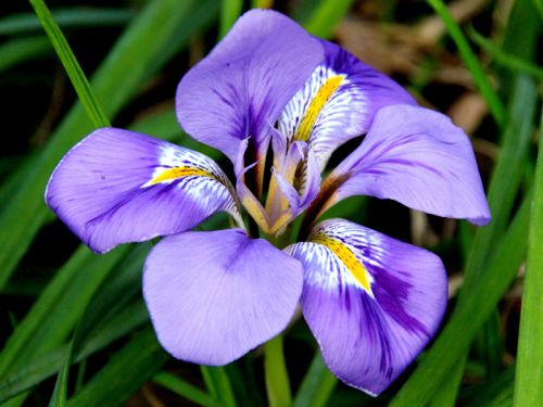 Iris d'Alger, Iris d'hiver, Iris unguicularis : planter, cultiver, multiplier