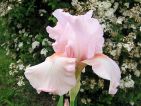 Iris Vanity