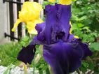 Iris des jardins violet noir