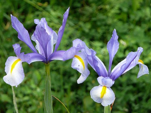 25 Mix Farbmix Hollande Iris Printemps Jardin bulbes d'été belle fleur