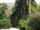 Val Rahmeh, allée d'entrée du jardin et sa haie de palmiers Val Rahmeh, allée d'entrée du jardin et sa haie de palmiers