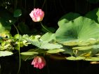 Val Rahmeh, Nelumbo nucifera, le lotus en fleurs Val Rahmeh, Nelumbo nucifera, le lotus en fleurs