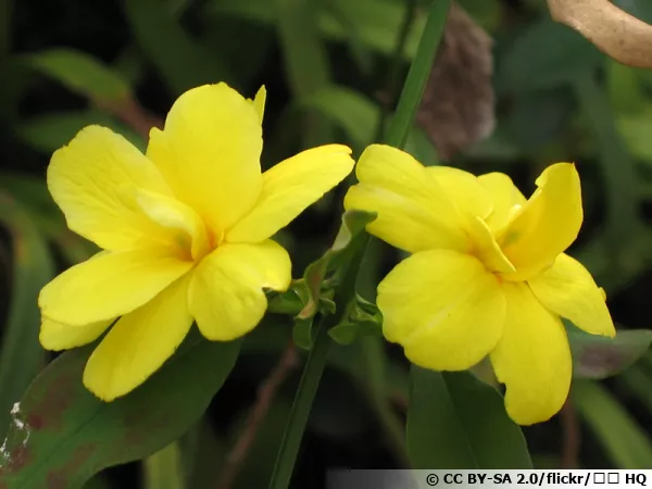 Jasmin à fleur de primevère, Jasmin primevère, jasmin de Chine, Jasminum mesnyi
