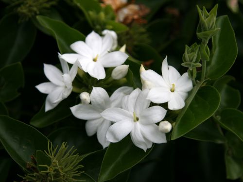 Jasmin à fleur de primevère, Jasmin primevère, jasmin de Chine, Jasminum  mesnyi : planter, cultiver, multiplier