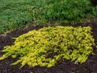 Genvrier rampant, Juniperus horizontalis