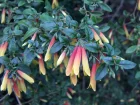 Justicia floribunda