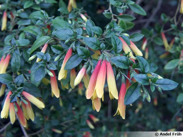 Justicia floribunda