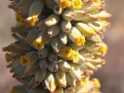 Kalancho  fleurs en thyrse, Kalanchoe thyrsiflora
