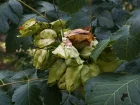 Savonnier de Chine, Arbre  pluie d'or, Koelreutre, Koelreuteria paniculata
