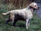 Le Labrador Retriever, le prfr des franais