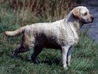 Labrador