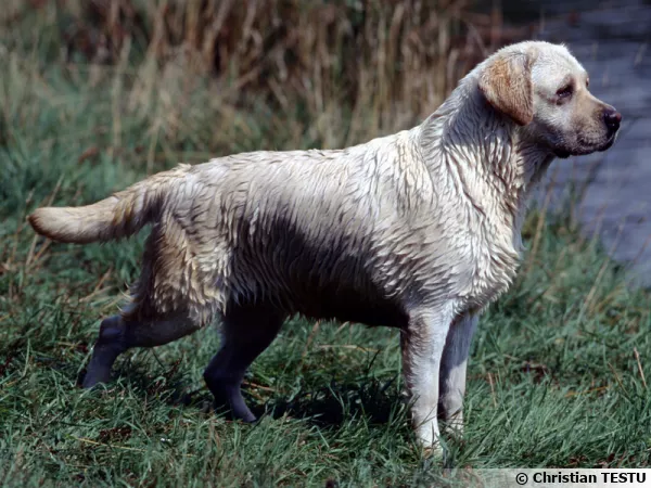 Le Labrador Retriever