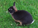 Bien choisir son lapin nain