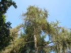 Mlze d'Europe, Pin de Brianon, Larix decidua