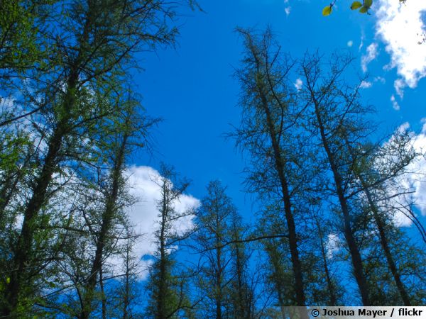 Mélèze d'Amérique, Mélèze laricin, Tamarack, Larix laricina