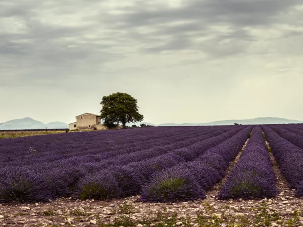 Un champ de lavandin en Provence