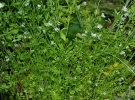 Cresson alnois, Cressonette, Passerage cultive, Lepidium sativum