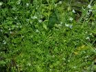 Cresson alénois, Cressonette, Passerage cultivée, Lepidium sativum