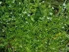Cresson alnois, Cressonette, Passerage cultive, Lepidium sativum