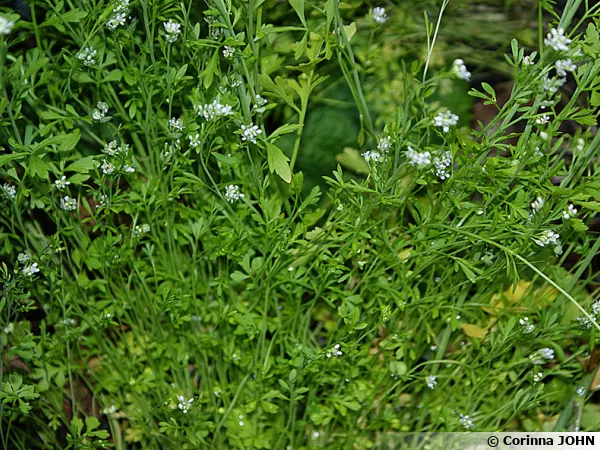 Cresson alénois, Cressonette, Passerage cultivée, Lepidium sativum