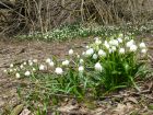 Nivéole de printemps, Grelot blanc, Leucojum vernum