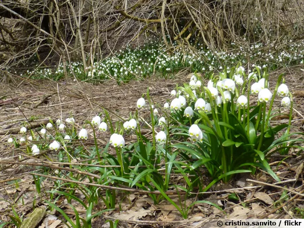 Nivéole de printemps, Grelot blanc, Leucojum vernum