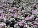 Sauge du d�sert, Leucophyllum frutescens