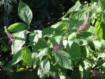 Menthe arbustive japonaise, Leucosceptrum stellipilum formosanum Menthe arbustive japonaise, Leucosceptrum stellipilum formosanum
