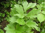 Céleri perpétuel, Livèche, Ache des montagnes, Levisticum officinalis Céleri perpétuel, Livèche, Ache des montagnes, Levisticum officinalis