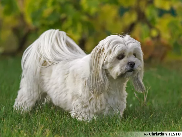 Le Lhassa Apso un chien porte bonheur