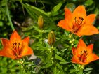 Lilium bulbiferum sp bulbiferum Lilium bulbiferum sp bulbiferum