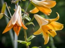 Lis trompette jaune, Lilium 'African Queen'