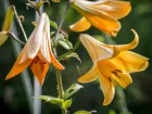 Lis trompette jaune, Lilium 'African Queen'