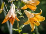Lis trompette jaune, Lilium 'African Queen'