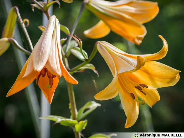 Lis trompette jaune, Lilium 'African Queen'